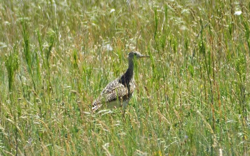 An upland sandpiper bird nestled in a healthy grassland area.
