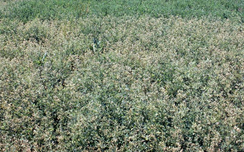 Aflafla field with light colored alfalfa mixed in with green alfalfa.