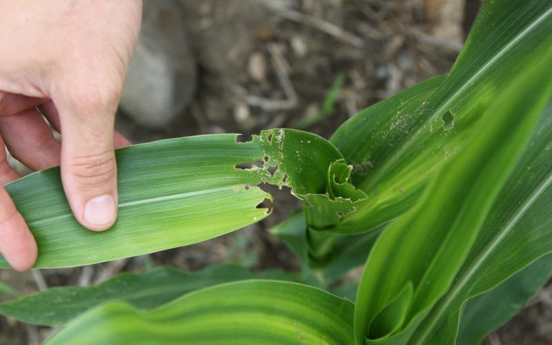 Green corn leaf with ragged holes through-out caused by common stalk borer feeding.