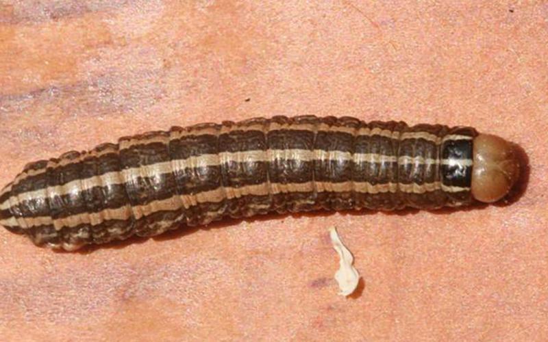 Brown caterpillar with 3 pale stripes running the length of its body. The head is tan.