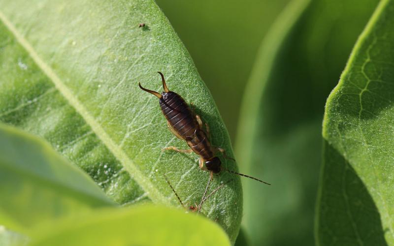 Brown insect with two pincher like appendages at the end of its body.