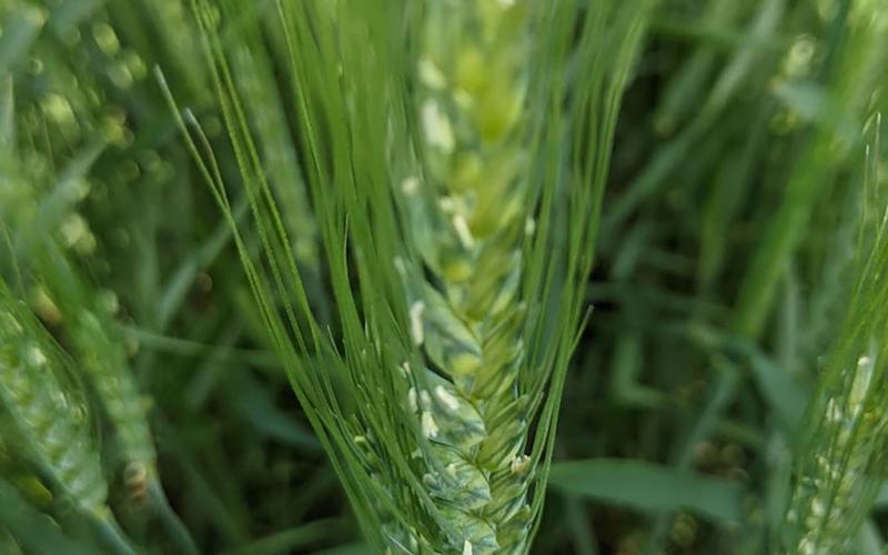 A wheat head showing the start of the flowering period. This growth stage is the best time to apply a fungicide to manage Fusarium head blight.
