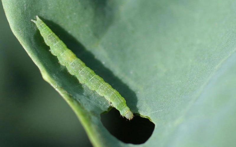 Green caterpillar with prolegs at the end of its body that form “V” shape.