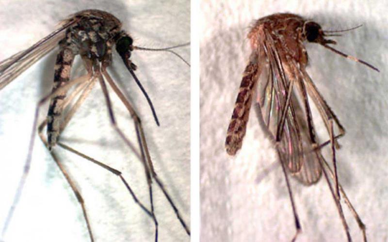Two mosquitoes, the one on the left being darker in color and the one on the right having a white band on its extended mouthpart. The white band is indicated with a red circle drawn over the picture.