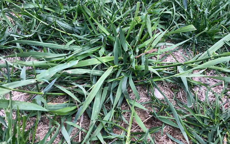 Large patch of grab grass growing on lawn.