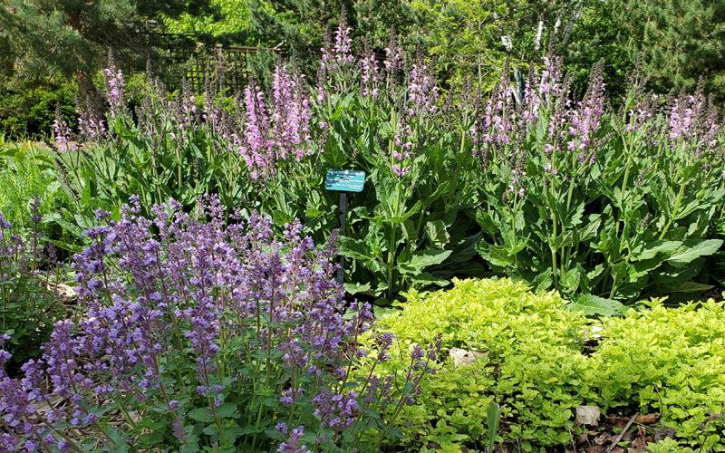 Herbaceous perennials growing in a garden.