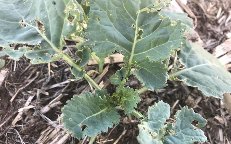 Canola leaves with irregular holes.