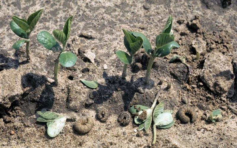 Soybean plants cut by cutworm caterpillars.