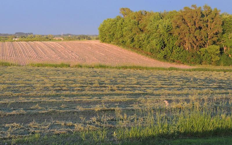 A green cut alfalfa field dries as the sun sets.