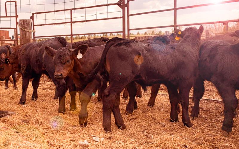 Group of black angus calves in a pen under summer heat.
