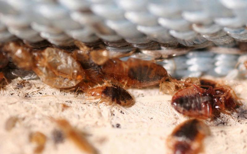 Bed bugs grouped together where the fabric and wood join on a box spring.