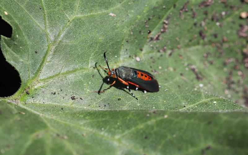 Moth with green metallic wings and an orange body resting on a green leaf.