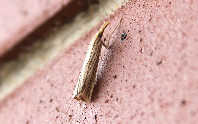Small white moth with a pattern of brown stripes on the wings.