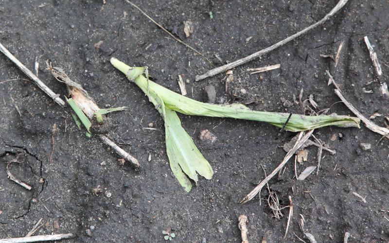 A small green corn plant that has been cut and is laying on the ground.