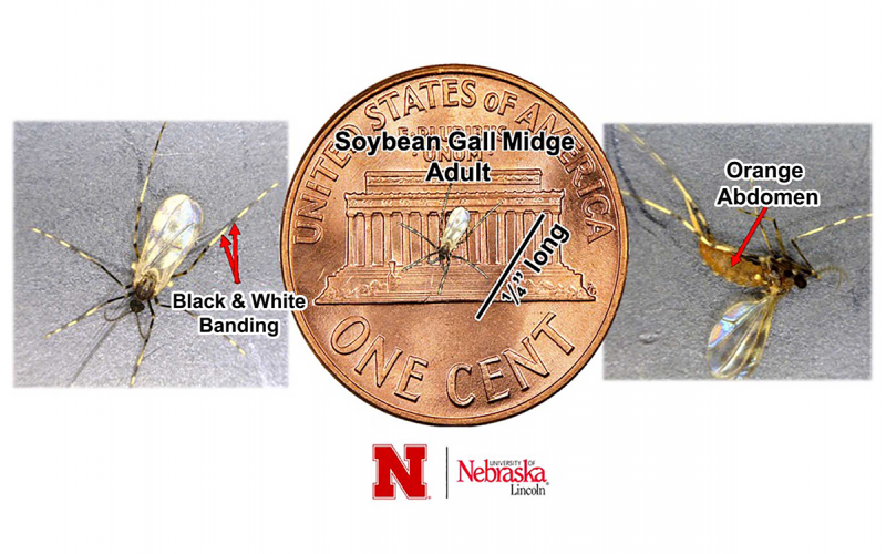 Three images of a small fly on gray background and also present on a penny. For an in-depth description, call SDSU Extension at 605-688-6729.