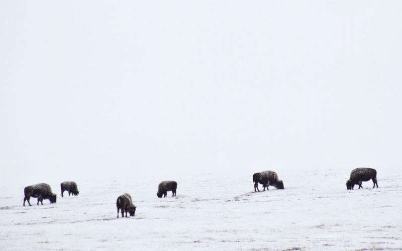 Small group of bison grazing winter pasture.