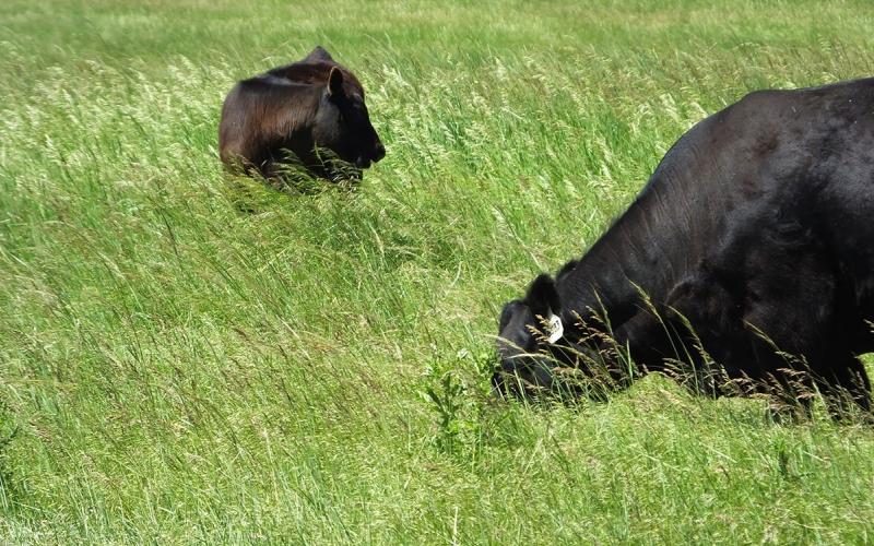 Two black angus cattle grazing on a variety of grasses.
