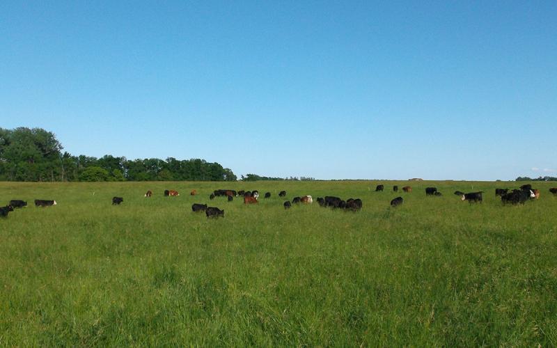 Herd of mixed cattle grazing in a well-kept pasture.