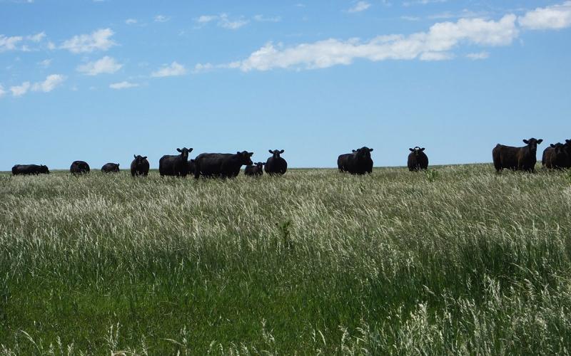 Herd of black angus cattle grazing in a well-managed, grassland area.