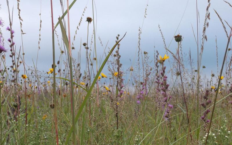Variety of native plants growing in a healthy, well-managed grassland.