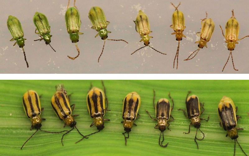 Eight green beetles in a row in the top half of the image and a row of seven yellow beetles with varying black stripes in the bottom half of the image.