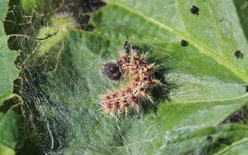 White and red caterpillar feeding within silken hideout on green soybean leaf.