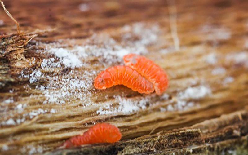 A brown soybean stem with three bright orange larva on it.