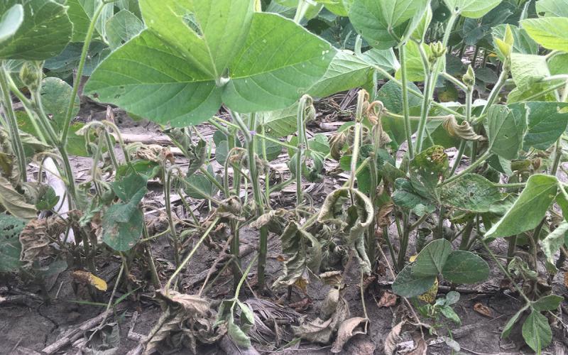 Green soybean with wilting/dying soybean within the same row.