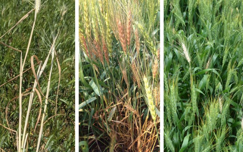 From left: Wheat plants killed by common root rot. Wheat plants with bleached heads due to Take-all disease. Bleached wheat heads due to stem maggot feeding.
