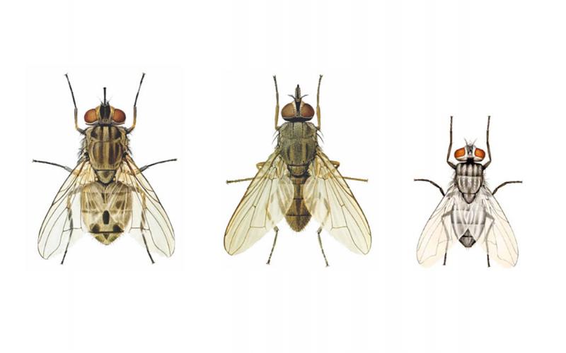 Illustration of a stable fly, horn fly and face fly.