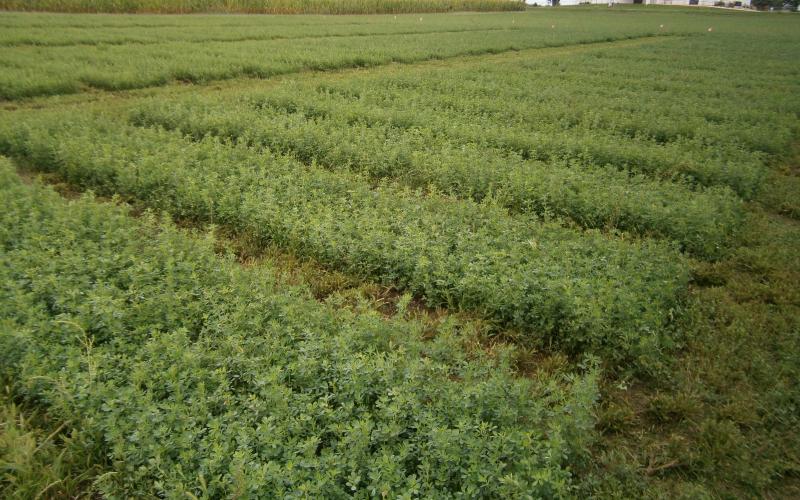 several plots of alfalfa