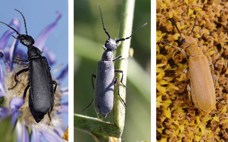 Three beetles. From left: Black colored blister beetle on a purple flower. Gray colored blister beetle on a green alfalfa stem. Orange-brown colored blister beetle feeding on a sunflower head.