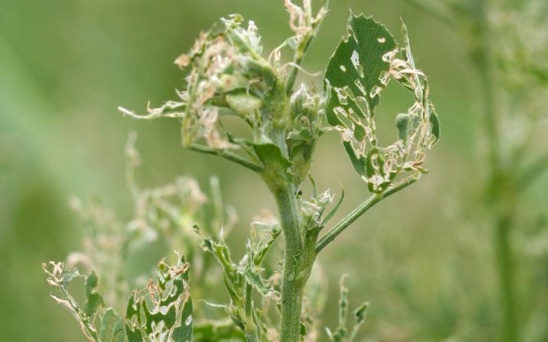 Alfalfa plant that has numerous holes in the leaves.
