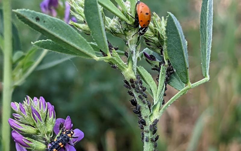 Dark-colored aphids on a green stem.