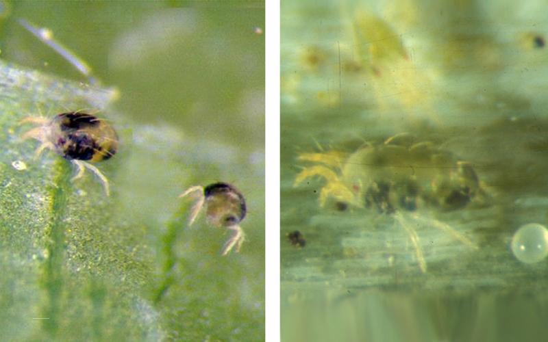 Two mites. From left: Green leaf with two yellow spider mites with dark spots. Green leaf with yellow spider mite.