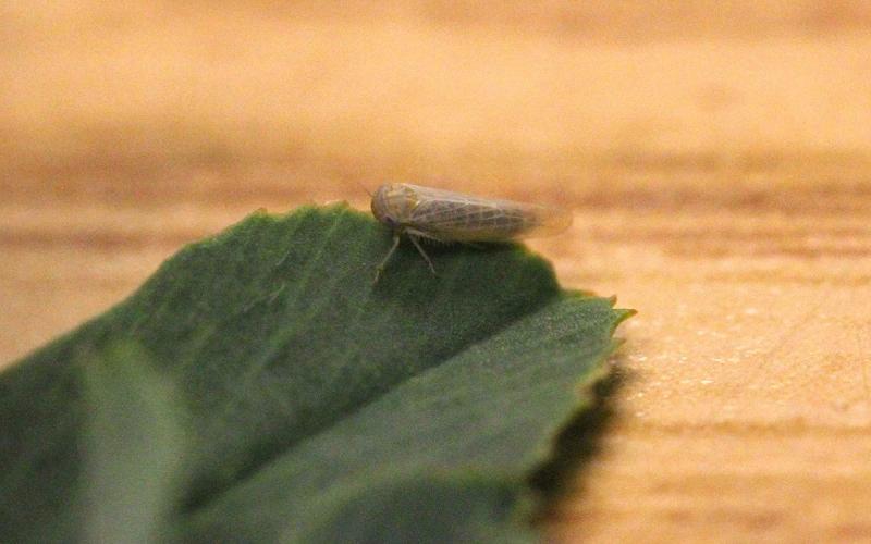 Small, pale-green leafhopper on a green alfalfa leaf.