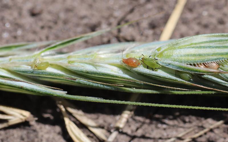Wheat head with a green aphid, aphid mummies and a parasitized aphid.