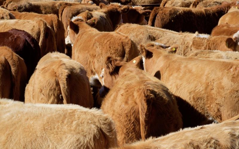 Group of mixed, brown cattle being moved into a feed yard.