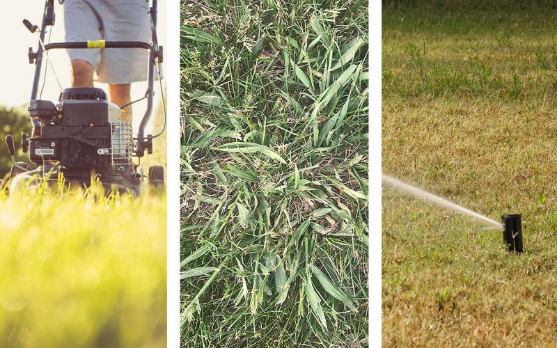 Three photos: Man mowing lawn, crab grass growing on lawn, sprinkler watering lawn.