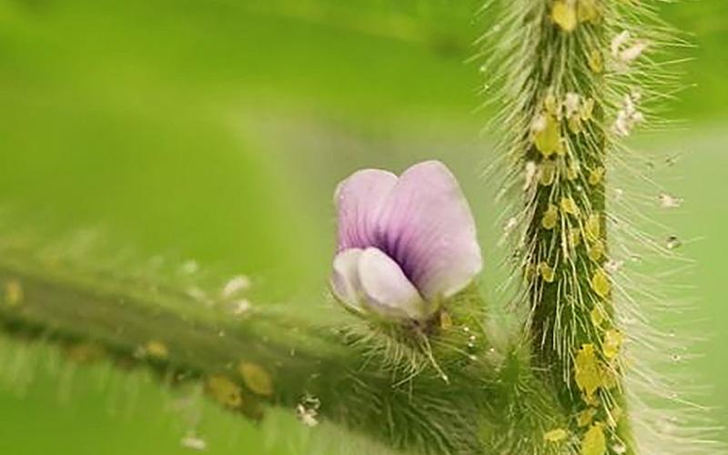 Small, green teardrop shaped insects on a green, soybean stem with pink flower.