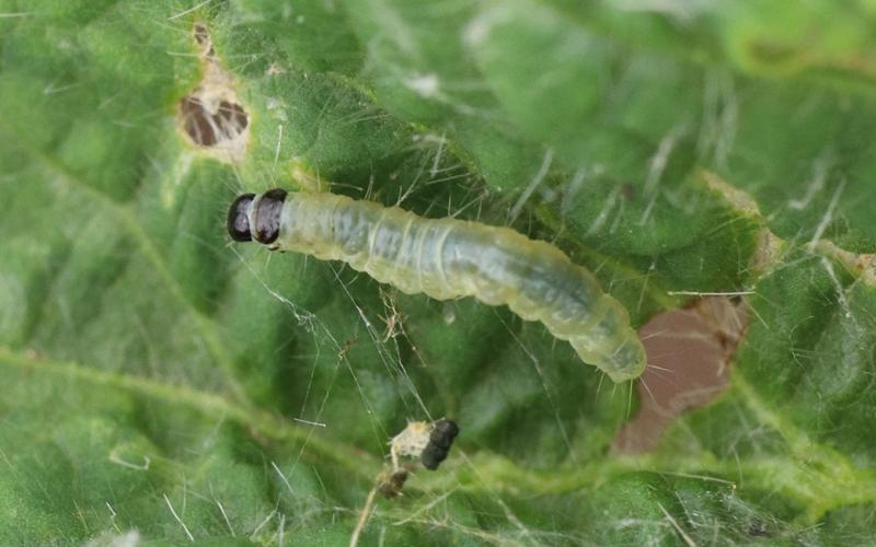 Green caterpillar with a dark brown head.