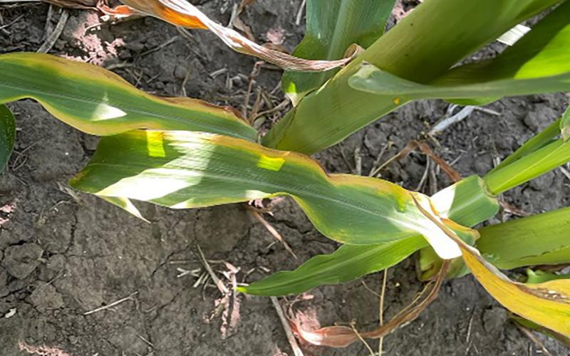 Corn plant with yellowing leaf edges due to potassium deficiency.