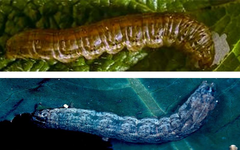 Caterpillar with a red stripe on its back sitting on a green leaf. Bottom: Mottled gray caterpillar sitting on a green leaf.