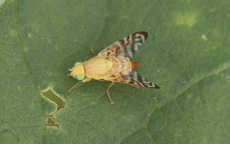 Light colored fly with dark pattern on wings sitting on a green leaf.
