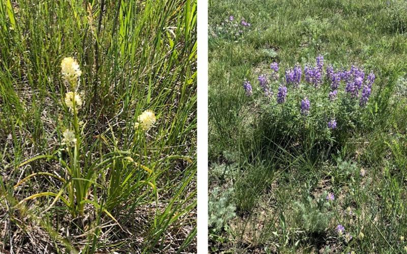 From left: Meadow deathcamas in a South Dakota prairie rangeland. Silvery Lupine in a rangeland in South Dakota.