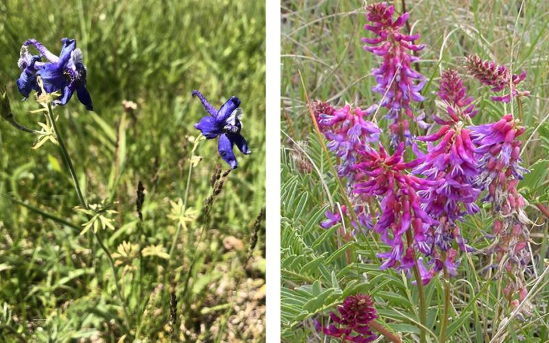 Low larkspur and twogrooved poisonvetch plants growing in rangeland.