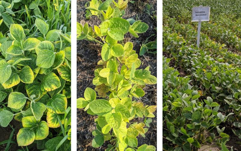 Three soybean fields with yellowing issues due to potassium deficiency, iron deficiency chlorosis and soybean cyst nematode.