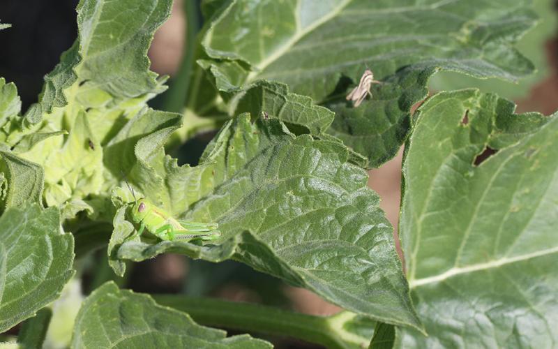 Green and brown grasshoppers on the leaves of a sunflower plant.