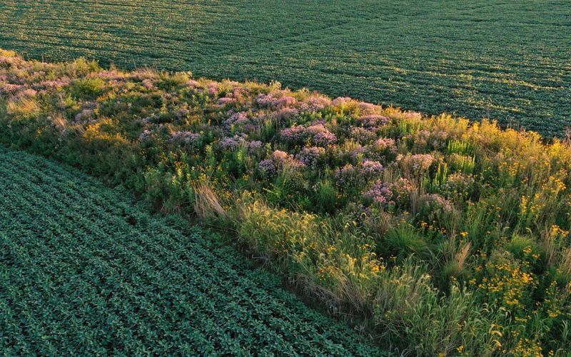 A blooming prairie strip with a variety of grasses and wildflowers growing throughout.
