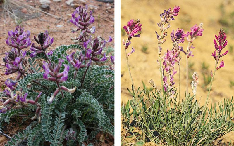Two poisonous rangeland plants. Left: Woolly Locoweed.  Right: Lambert Crazyweed (Purple Locoweed).